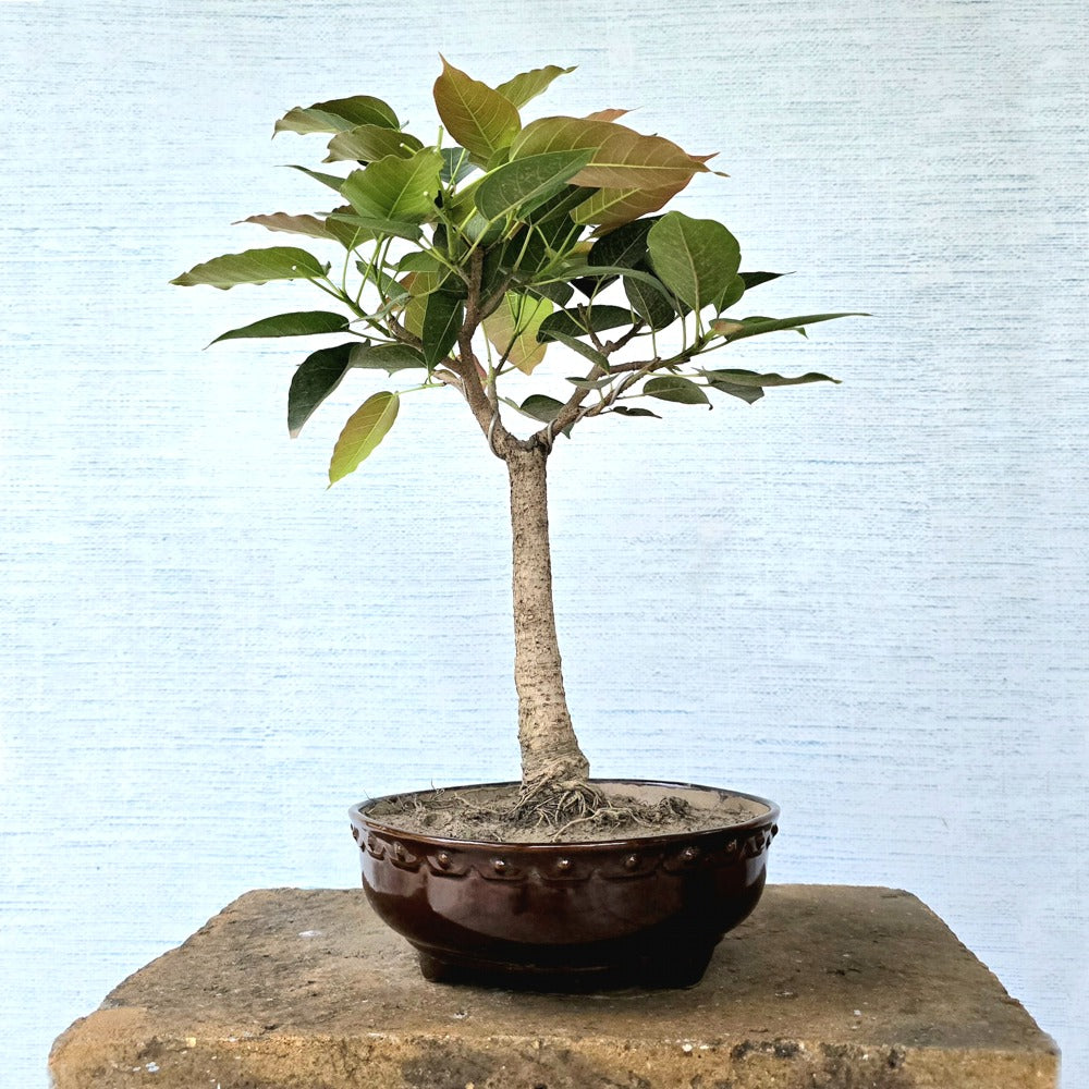 Pilkhan Bonsai Tree