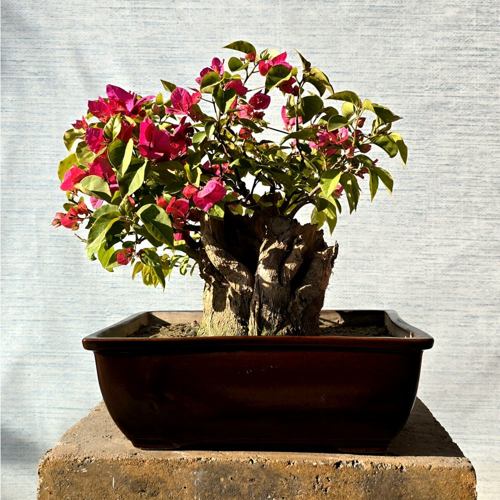 Bougainvillea Bonsai Tree