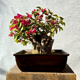 Bougainvillea Bonsai Tree