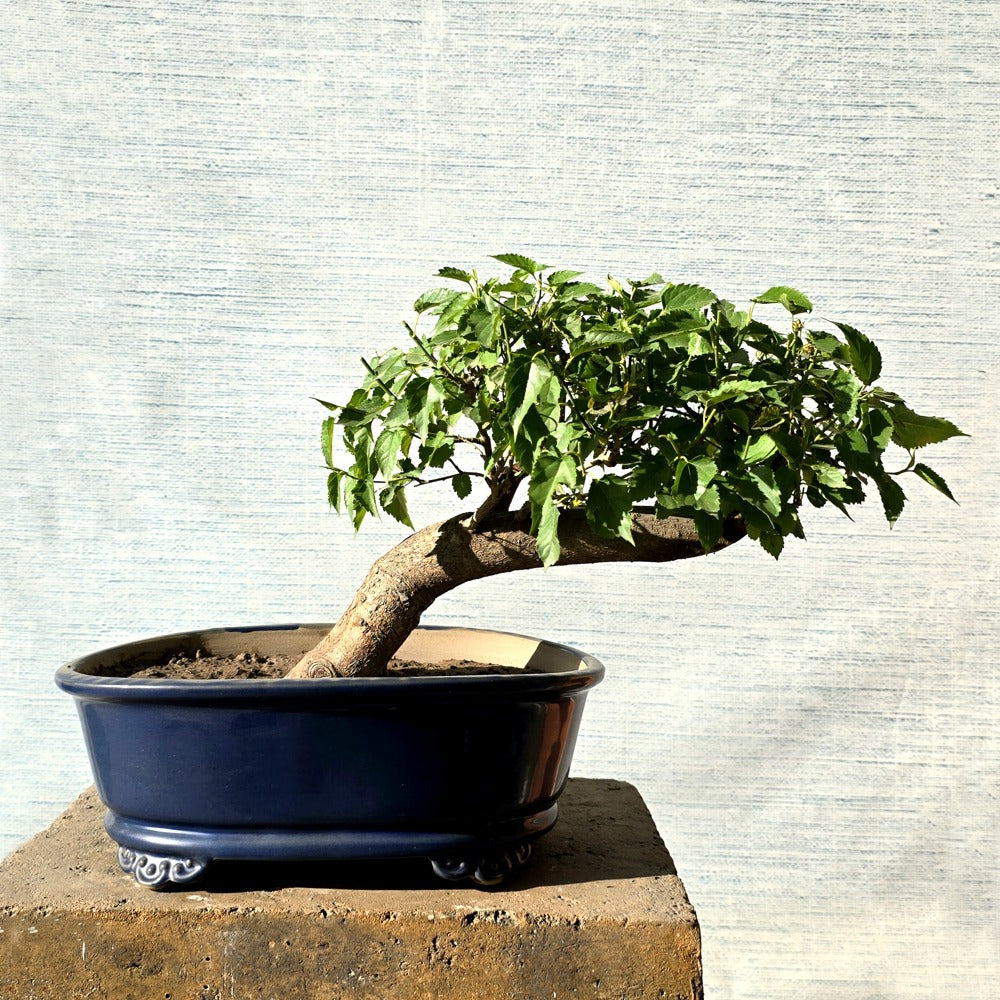 Mulberry\Shehtoot Bonsai Tree
