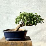 Mulberry\Shehtoot Bonsai Tree