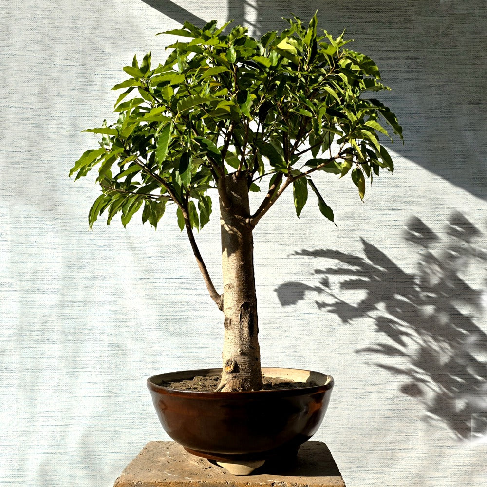 Pilkhan Bonsai Tree