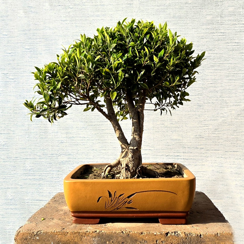 Ficus Bonsai Tree
