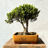 Ficus Bonsai Tree