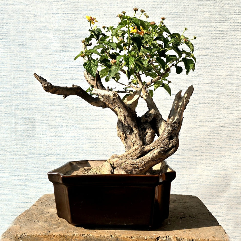 Lantana Bonsai Tree – Lones Bonsai