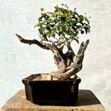 Lantana Bonsai Tree