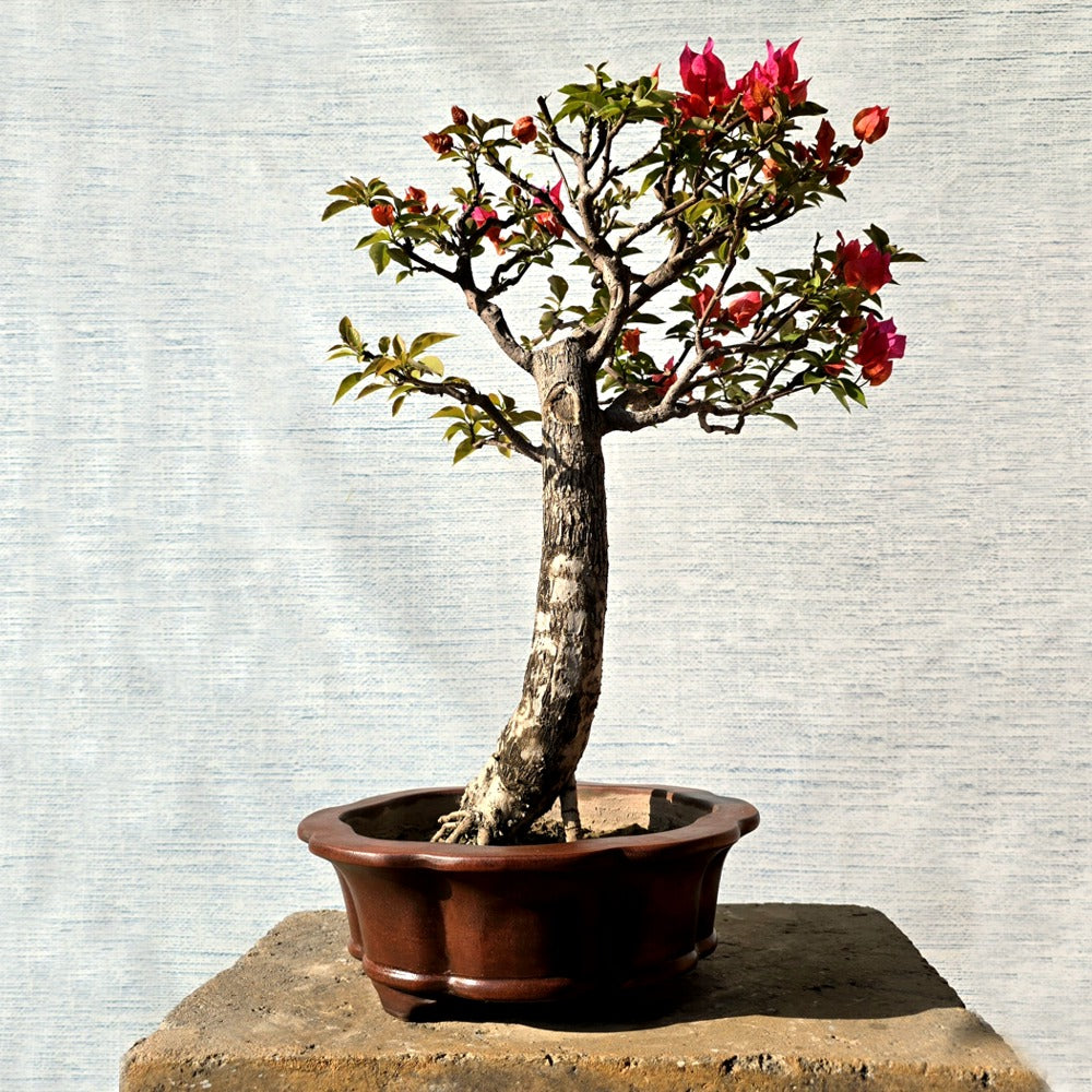 Bougainvillea Bonsai Tree