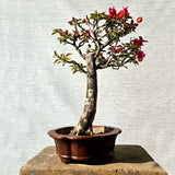 Bougainvillea Bonsai Tree