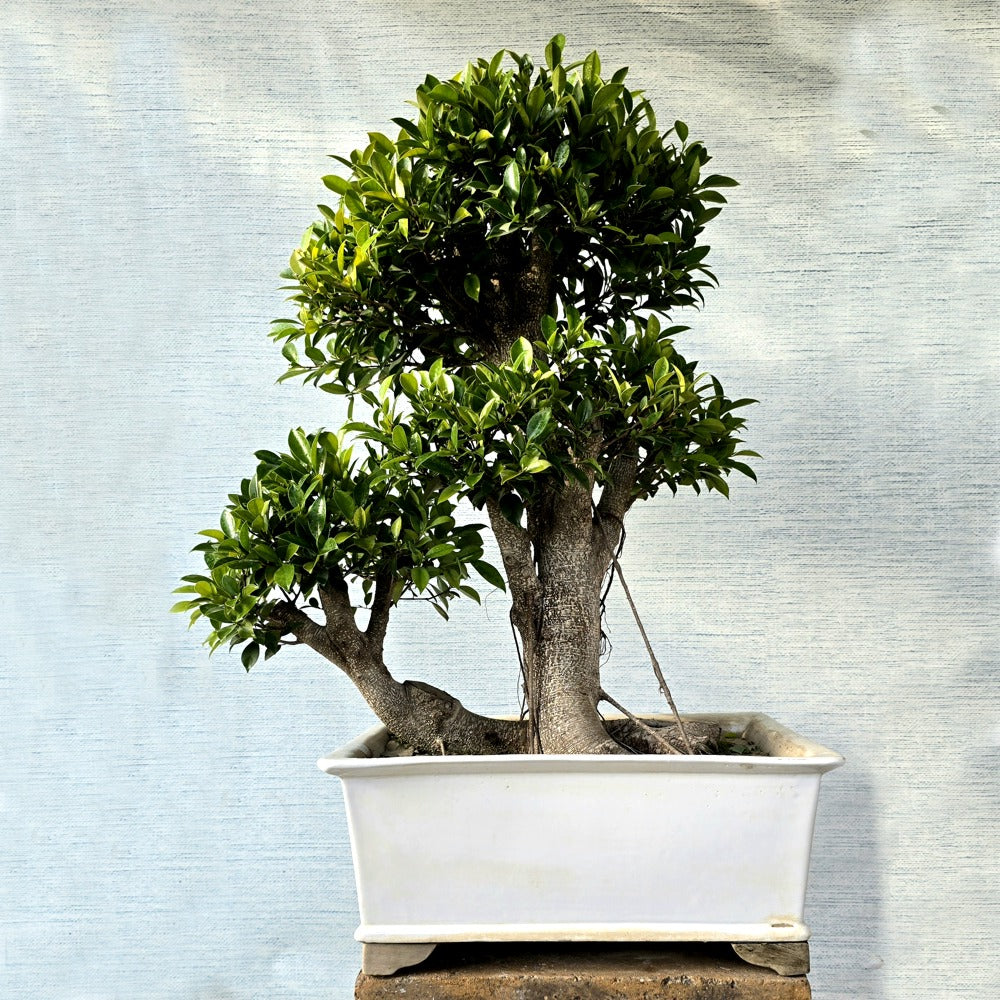 Ficus Bonsai Tree