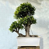 Ficus Bonsai Tree