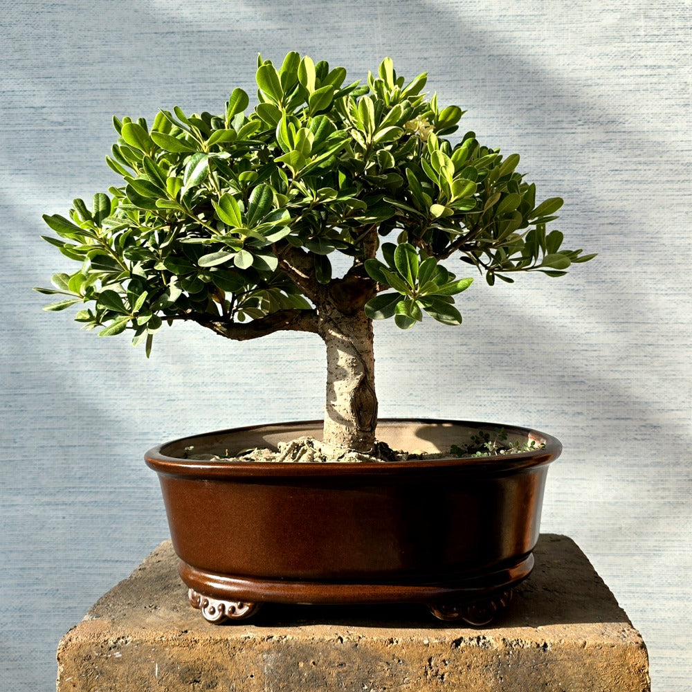 Pittosporum Bonsai Tree