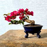 Bougainvillea Bonsai Tree