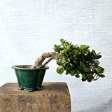 Ficus Bonsai Tree Semi-Cascade Style