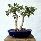 Lantana Bonsai Tree Twing Trunk Style (Flowering)
