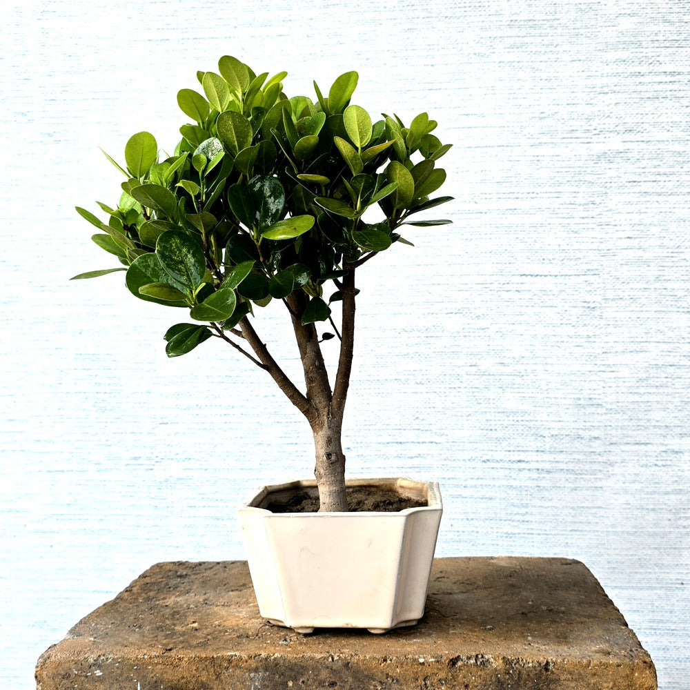 Ficus Bonsai Tree