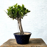 Ficus Bonsai Tree