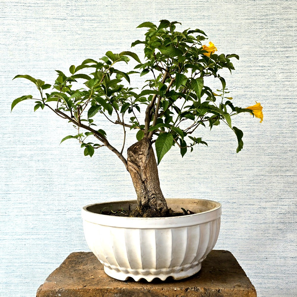 Tecoma Bonsai Tree