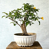 Tecoma Bonsai Tree