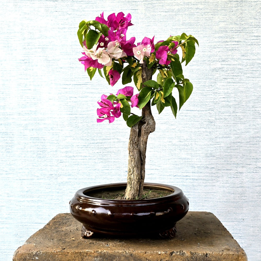 Bougainvillea Pre - Bonsai (Flowering)