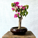 Bougainvillea Pre - Bonsai (Flowering)