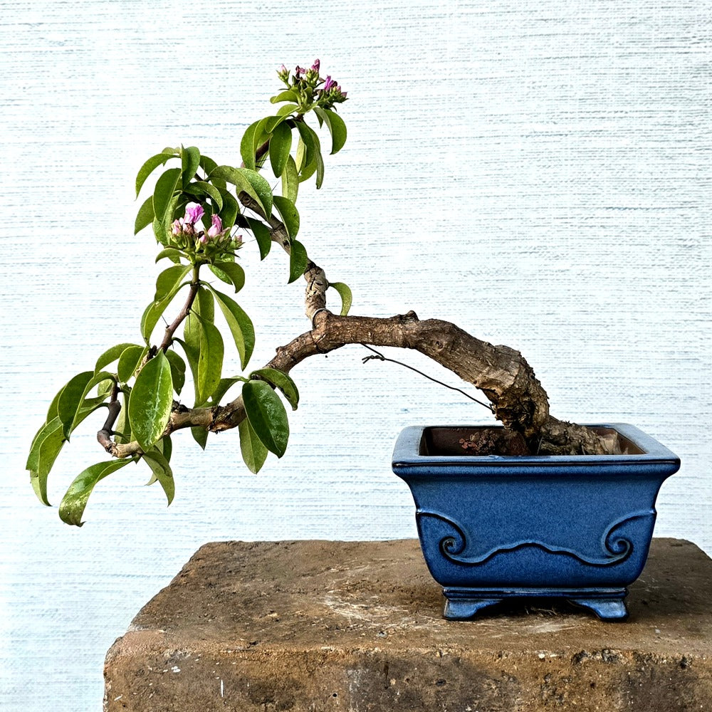 Pereskia Grandiflora Bonsai Tree (Flowering)