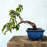 Rose Cactus aka Pereskia Bonsai Tree