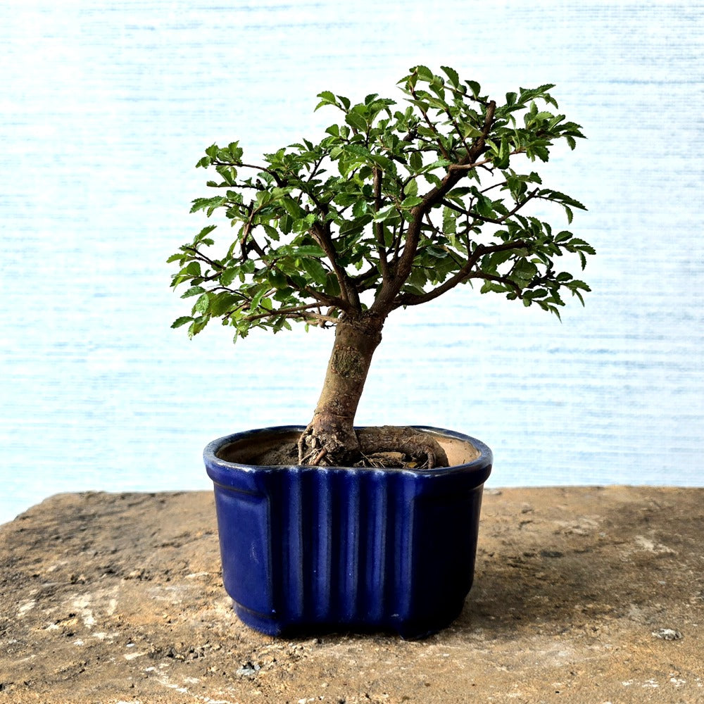 Chinese Elm Bonsai