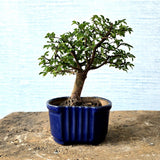 Chinese Elm Bonsai