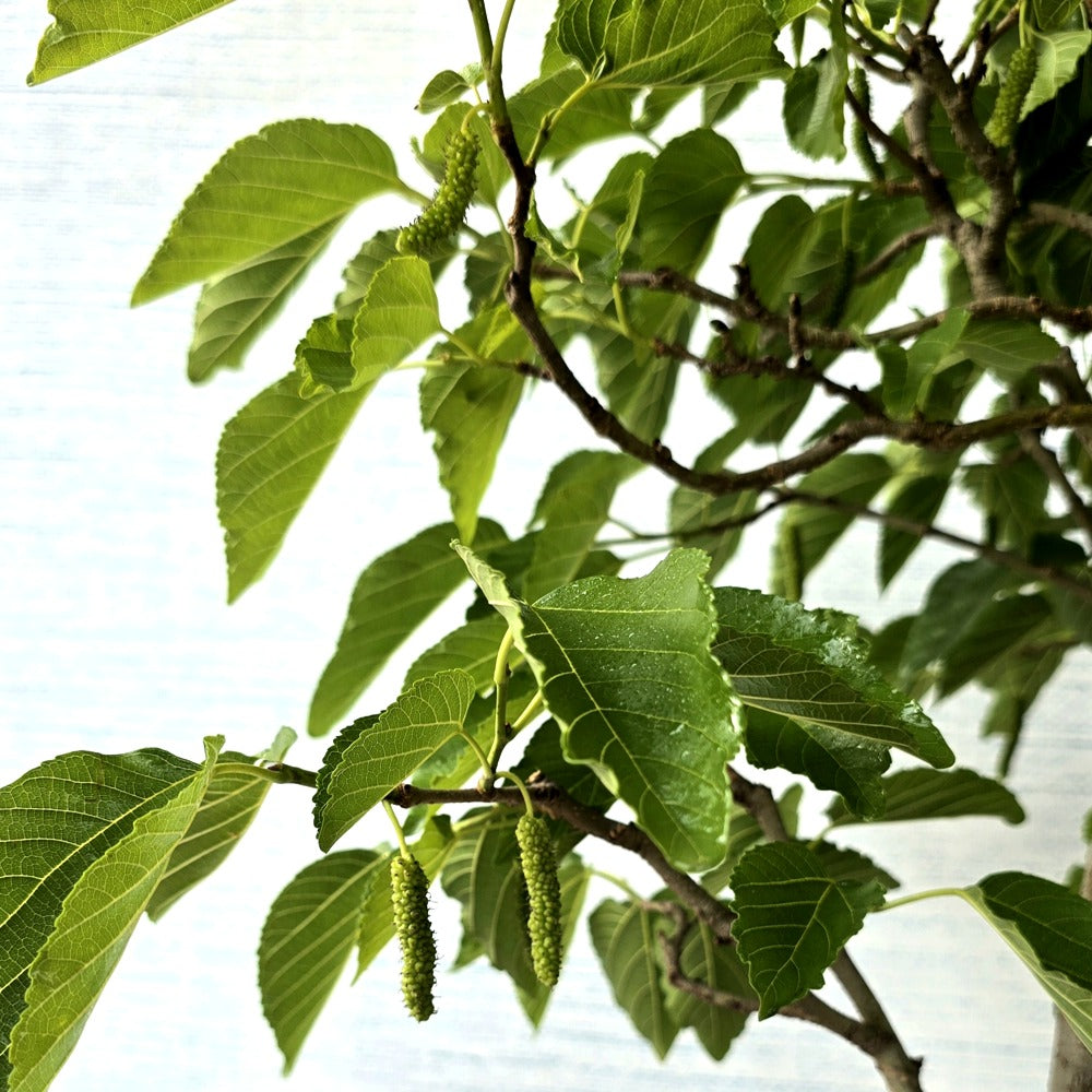 Mulberry/Shehtoot Bonsai Tree