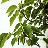 Mulberry/Shehtoot Bonsai Tree