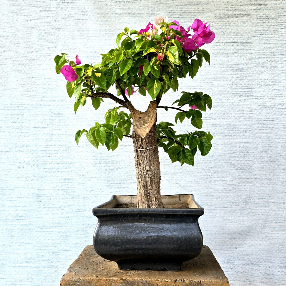 Bougainvillea Bonsai Tree