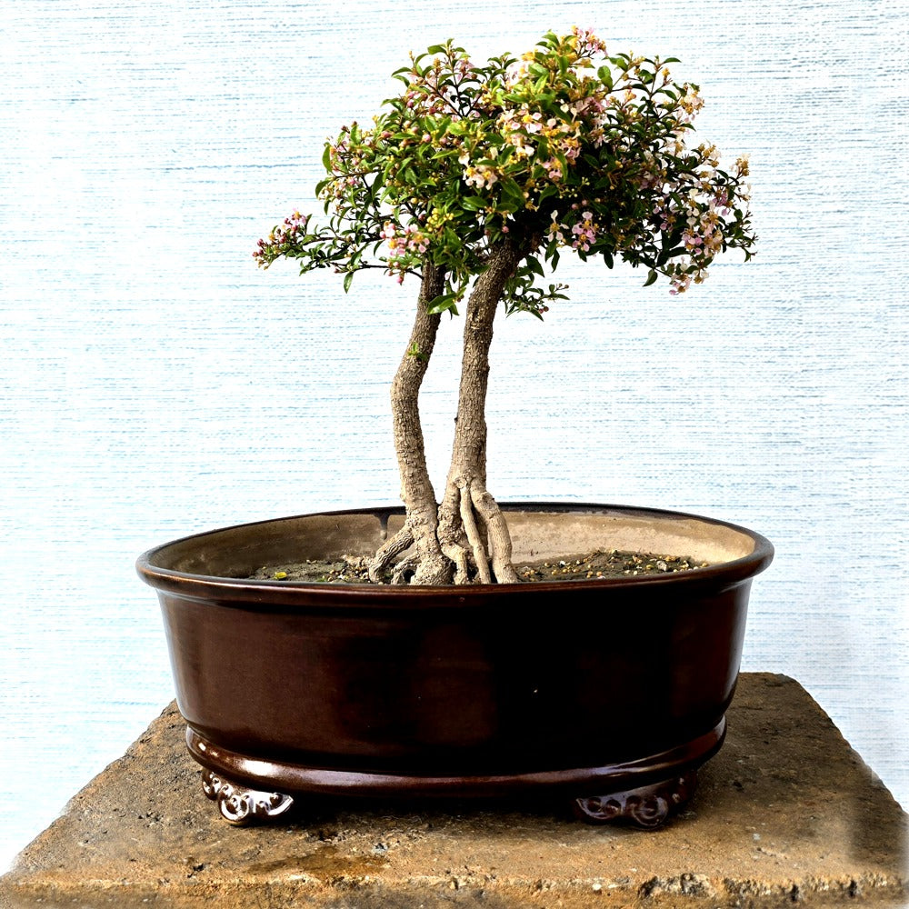 Malpighia Bonsai Tree Twin-Trunk Style