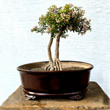 Malpighia Bonsai Tree Twin-Trunk Style