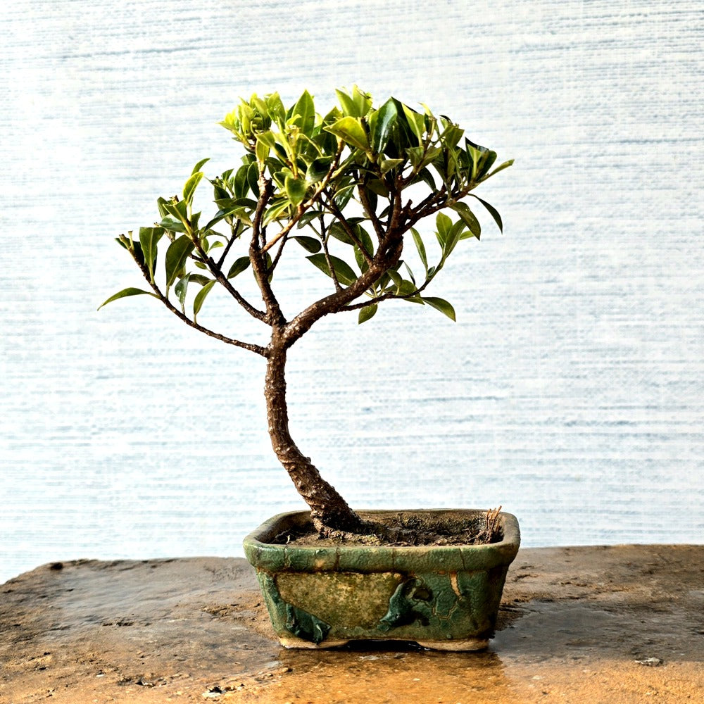 Ficus Bonsai Tree