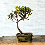 Ficus Bonsai Tree