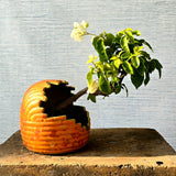 Bougainvillea Bonsai Tree Semi-Cascade Style
