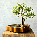 Taali Bonsai Tree In Island Pot