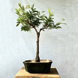 calliandra Bonsai Tree