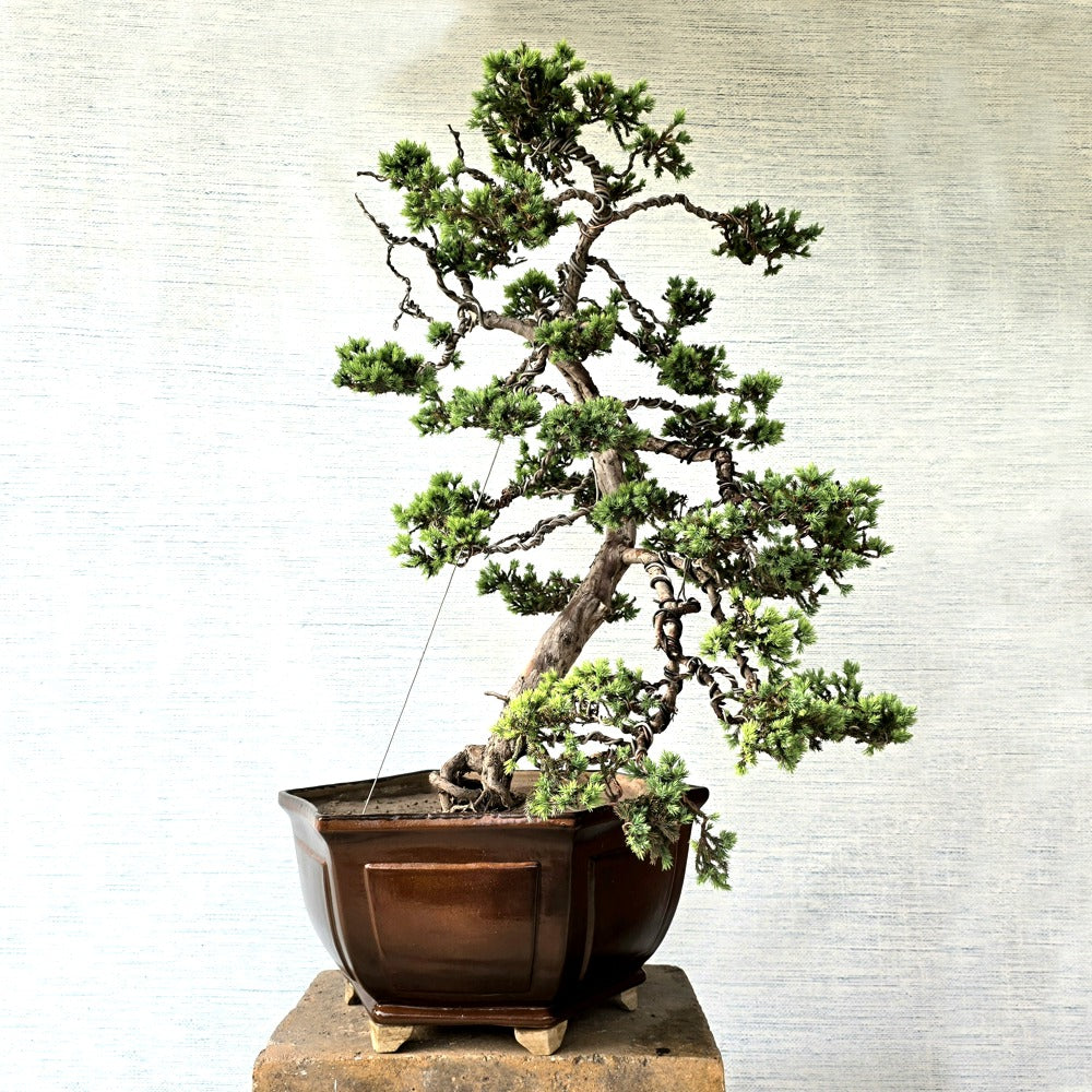 Juniper Bonsai Tree