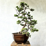 Juniper Bonsai Tree