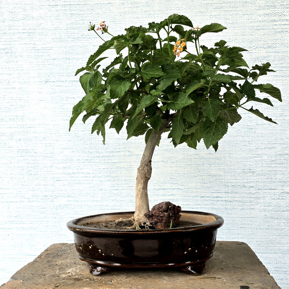 Lantana Bonsai Tree