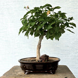 Lantana Bonsai Tree