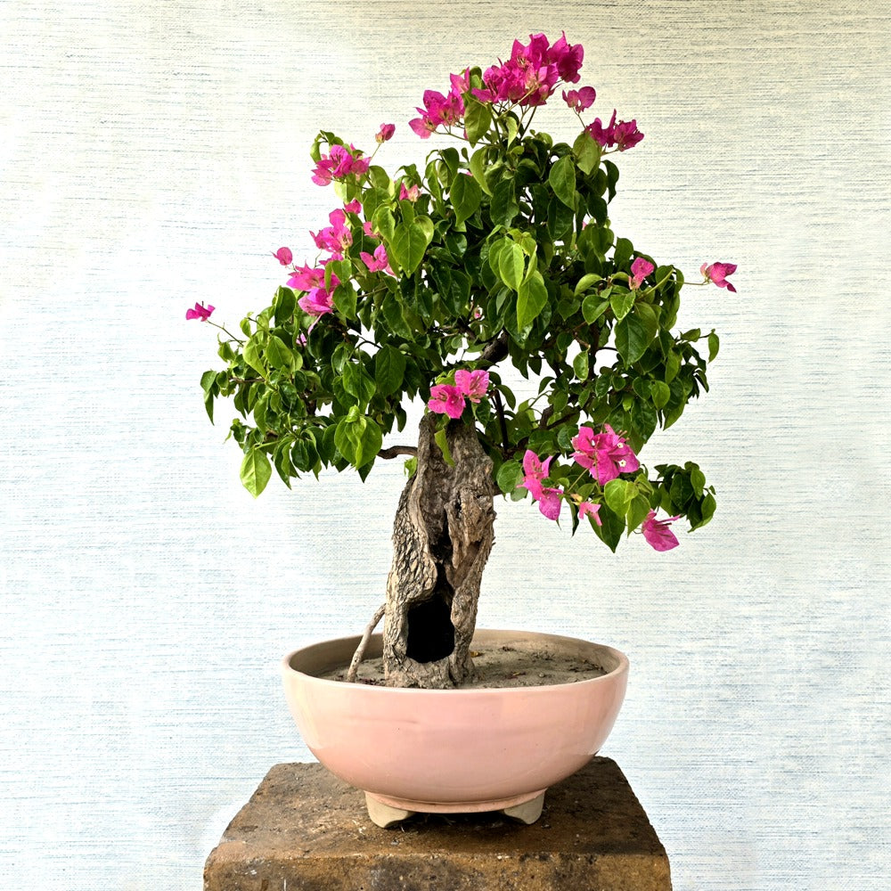 Bougainvillea Bonsai Tree (Floweering)