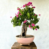 Bougainvillea Bonsai Tree (Floweering)