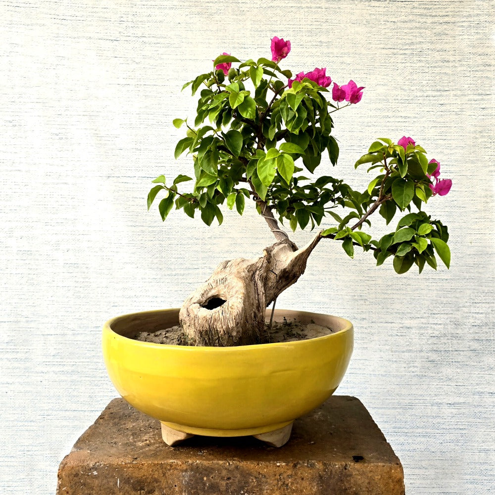 Bougainvillea Bonsai Tree