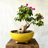 Bougainvillea Bonsai Tree