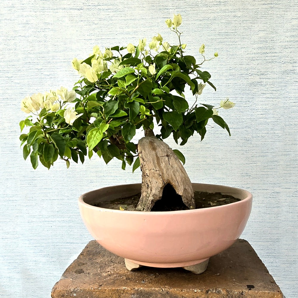 Bougainvillea Bonsai Tree