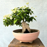 Bougainvillea Bonsai Tree