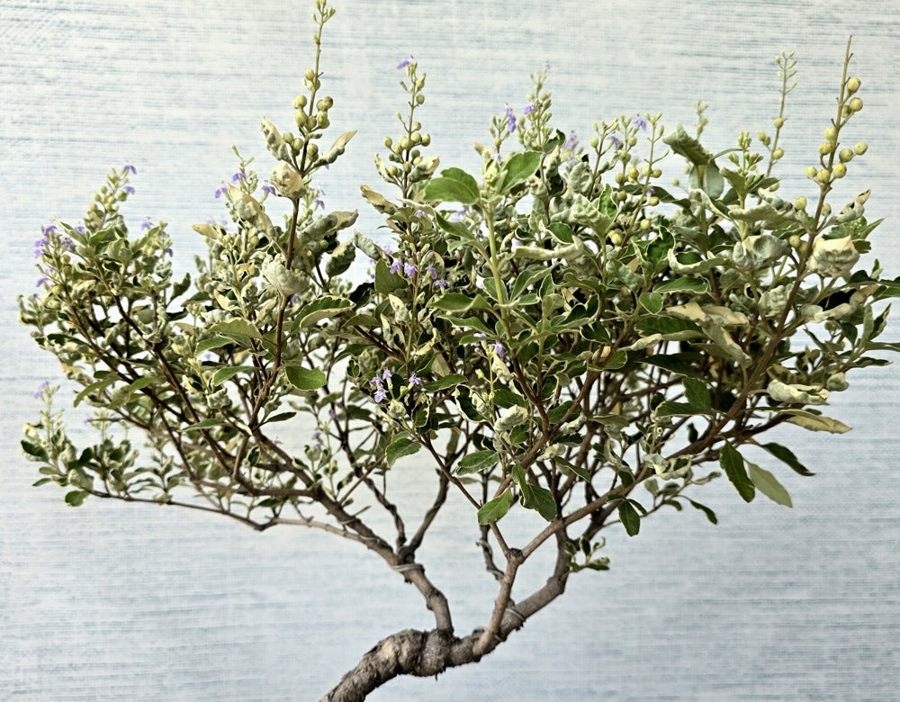 Vitex Trifolia Bonsai Tree (Flowering)
