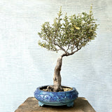 Vitex Trifolia Bonsai Tree (Flowering)